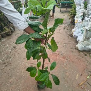 গোল্ডেন প্যাকেজ ২পিচ চারা