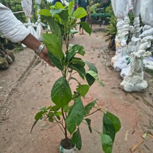 গোল্ডেন প্যাকেজ ২পিচ চারা